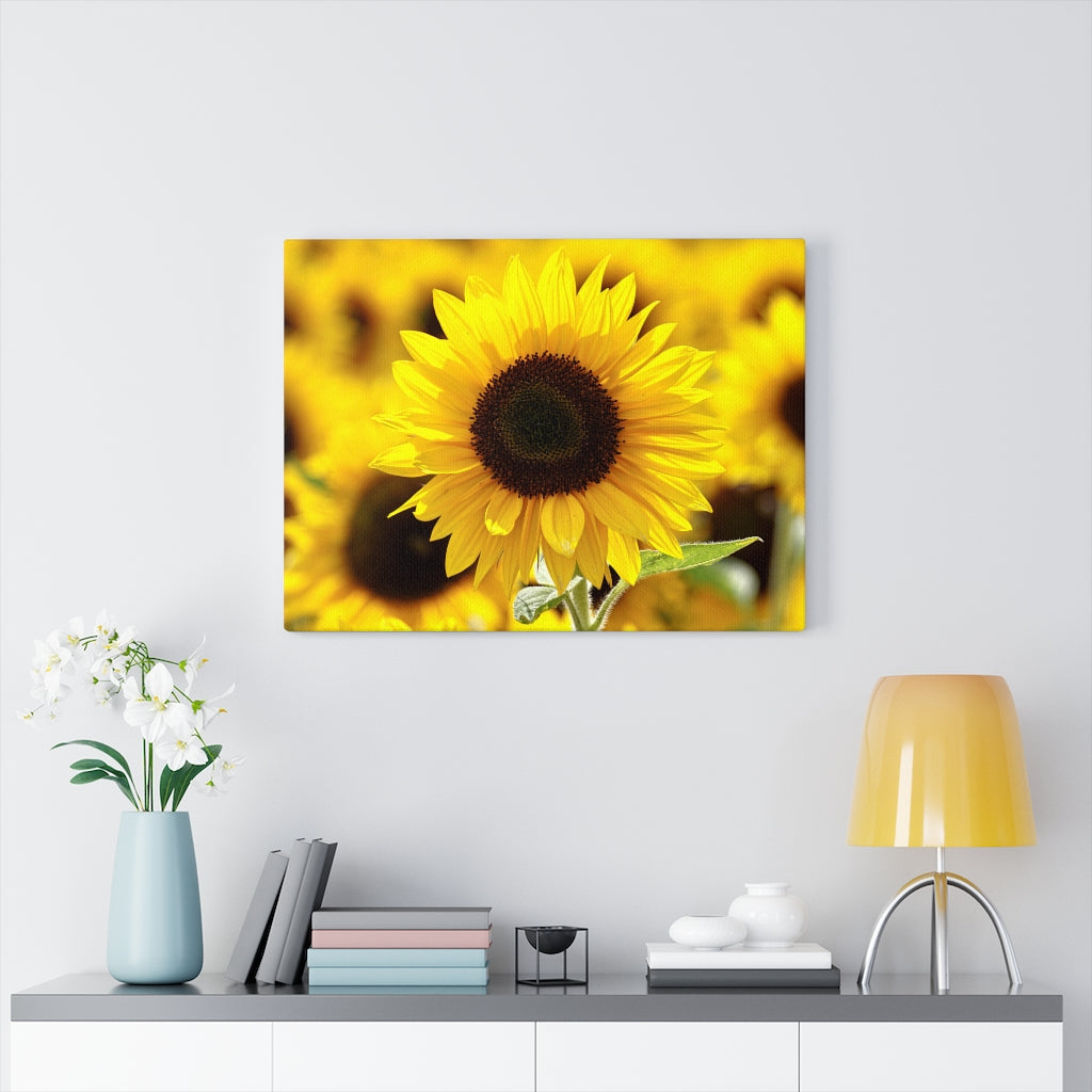 Yellow Sunflowers Pretty Custom Designed Canvas Wall Art 2 Sizes Home Decor